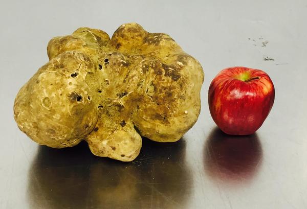Largest truffle size