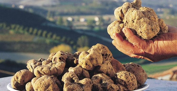 truffle prices