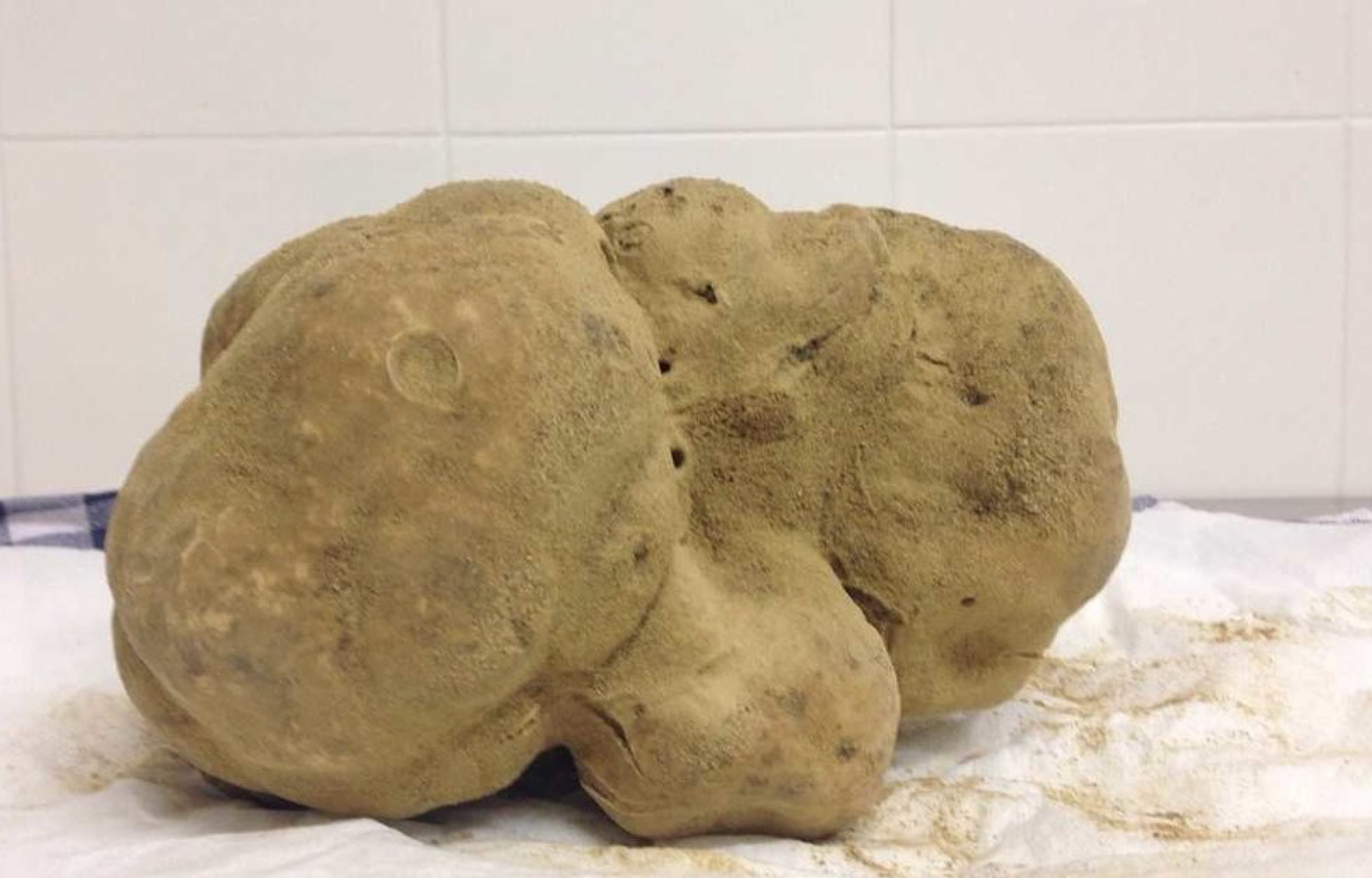 Worlds largest truffle